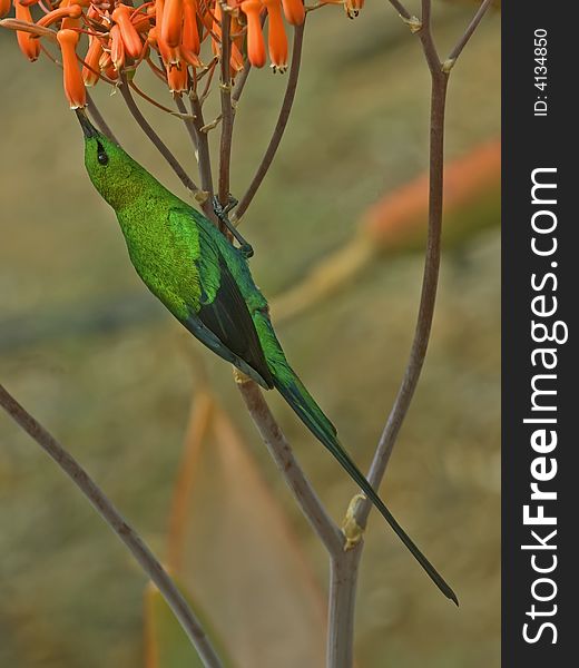 The Malachite Sunbird is a Beautiful Nectar Feeder