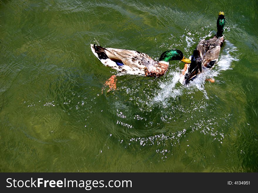 Two ducks fighting in a pond