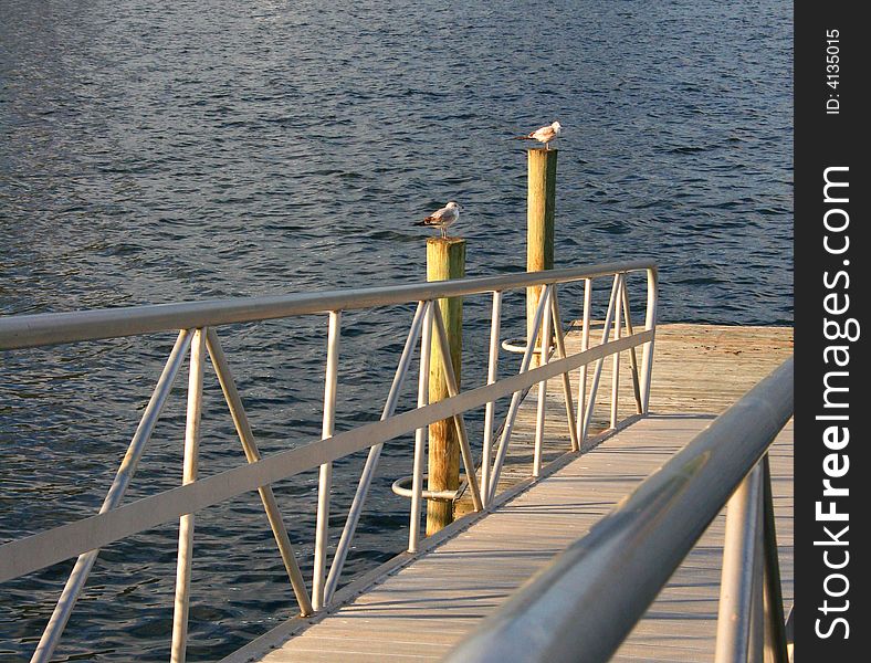 2 Seagulls on wooden dock post with the sun on their backs. 2 Seagulls on wooden dock post with the sun on their backs