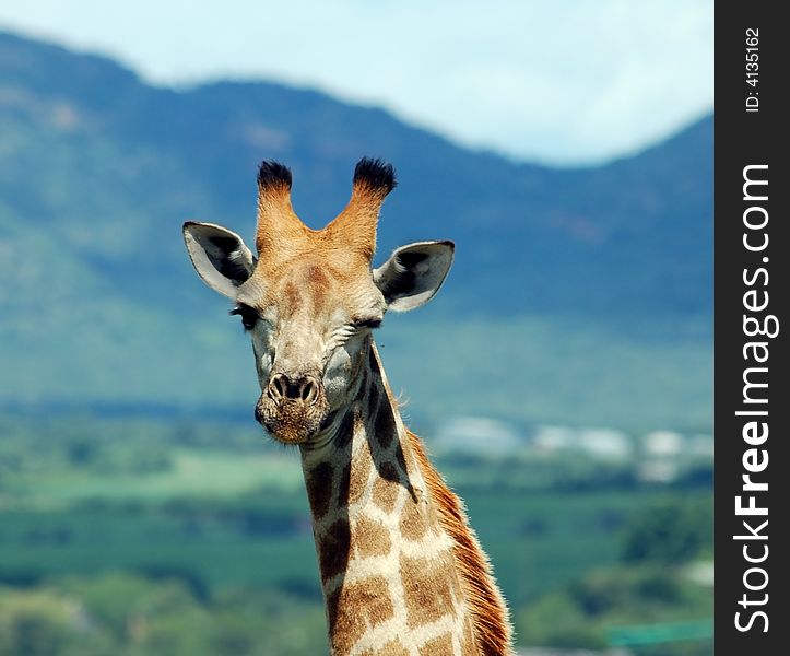 Giraffe in the bushveld of South Africa. Giraffe in the bushveld of South Africa.