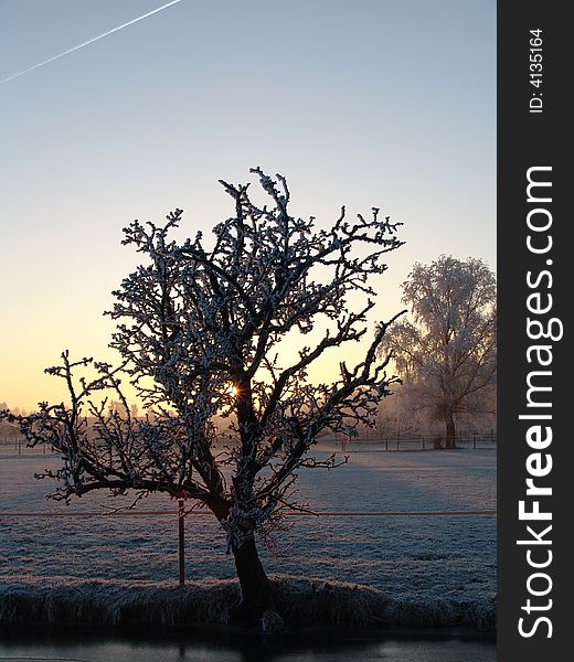 Trees are in a fmorning with forzen fog on. Trees are in a fmorning with forzen fog on.