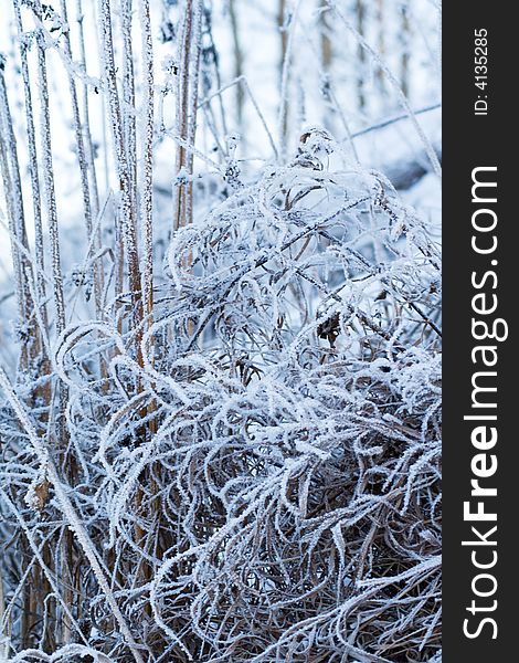 Frozen grass in the winter forest