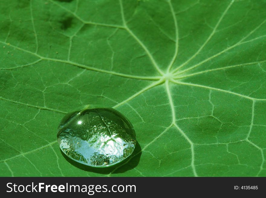 Leaf of a  with drops of water