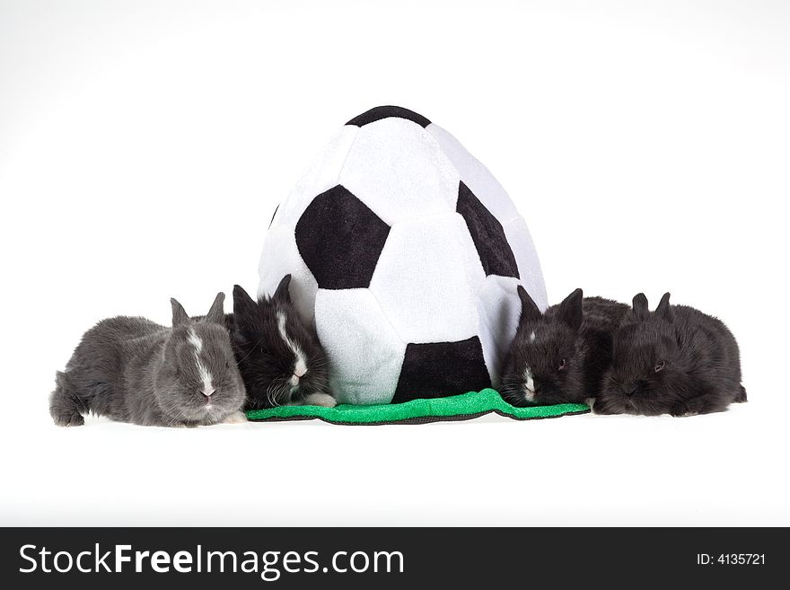Four bunny and a soccer hat, isolated