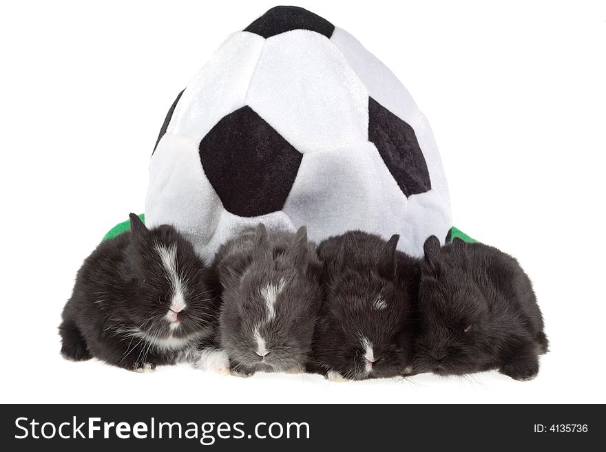 Four Bunny And A Soccer Hat