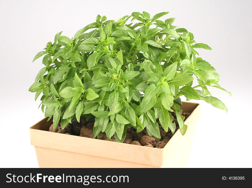 Fresh basil in a pot