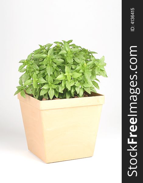 Fresh basil in a pot