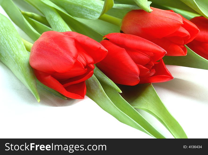 Bunch of red tulips- close up