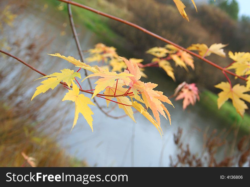 Maple levaes in the autumn over the water. Fall season