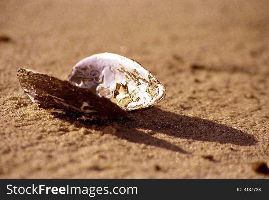 Old shell on the sand near the river. Old shell on the sand near the river