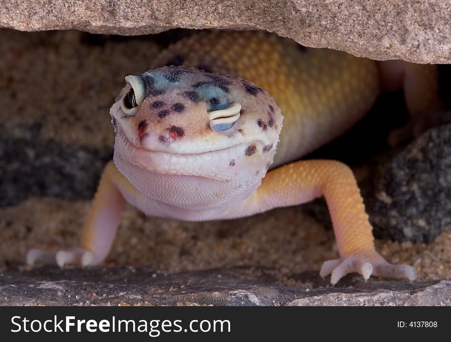 A young leopard gecko has one eye closed while sitting under some rocks. A young leopard gecko has one eye closed while sitting under some rocks.