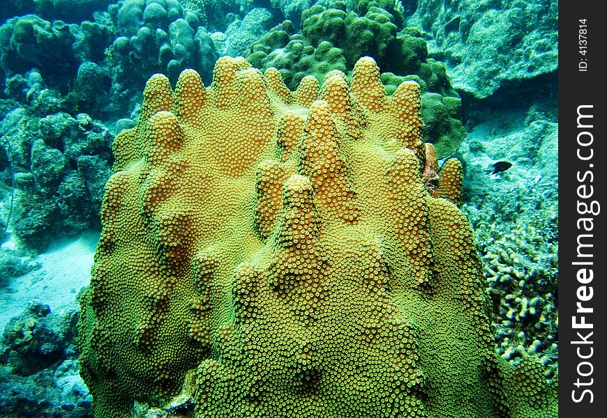 Coral In The Caribbean Sea