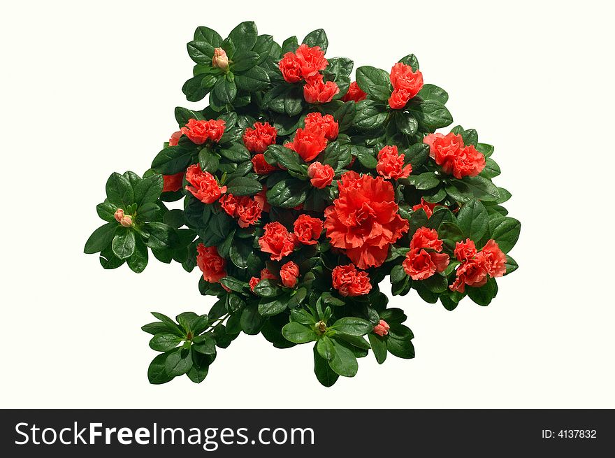 Small Roses With Clipping Path