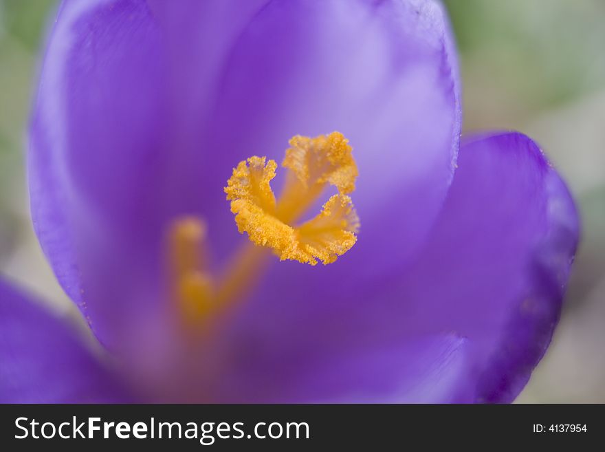 Spring flowers close-up called crocus in mauve colour