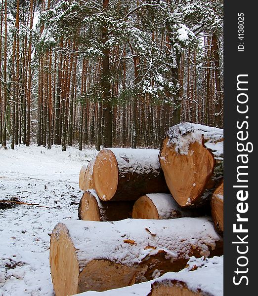 The cut down trees laying in a cold winter wood it is a tree felling