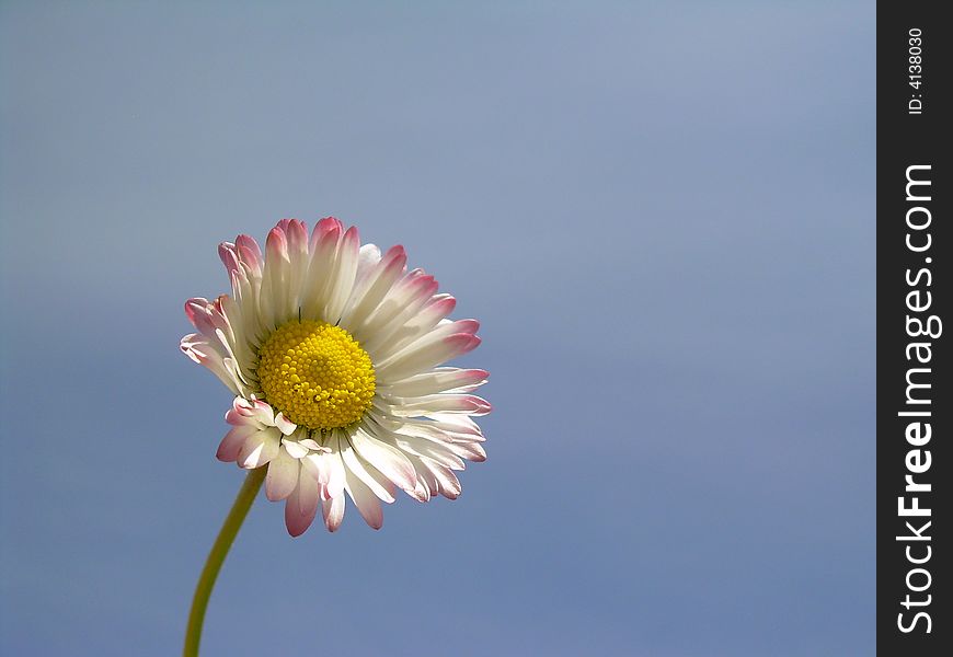 Lovely spring daisy on blue