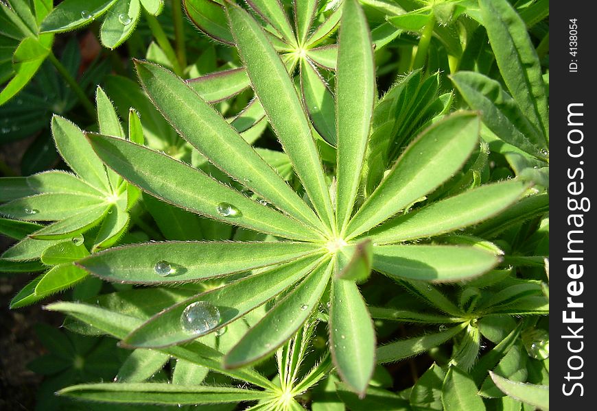 Green plants with drops of water