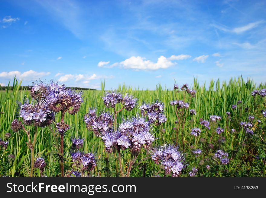 He is a vernal wheat field under the blue sky with flowers. He is a vernal wheat field under the blue sky with flowers.