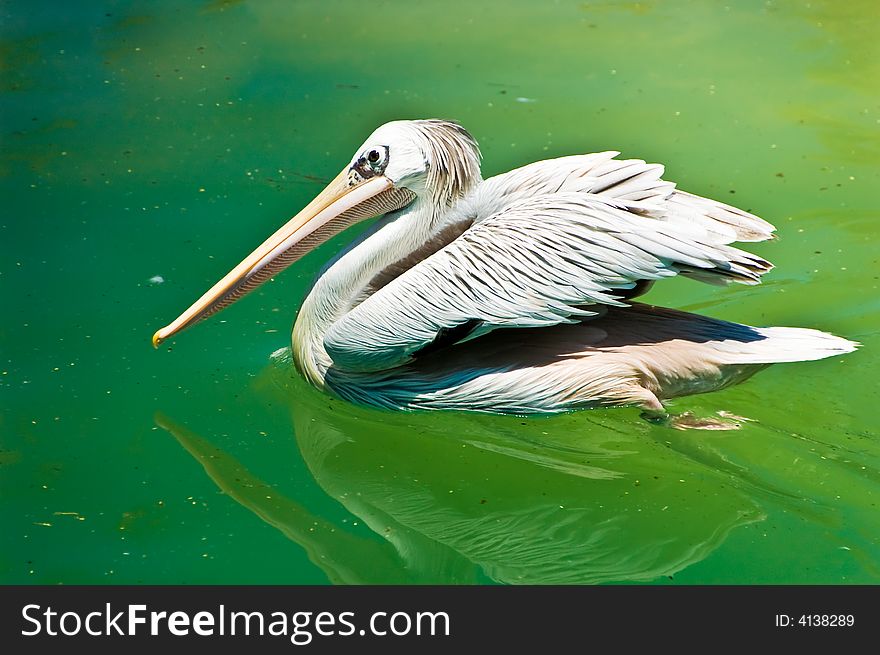 Crested white pelican swimming in green water. Crested white pelican swimming in green water