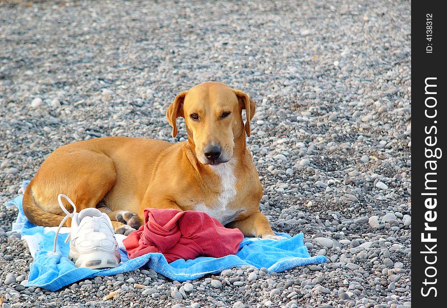 Dog lying on the towel on the beach in Santorini in Greece. Dog lying on the towel on the beach in Santorini in Greece