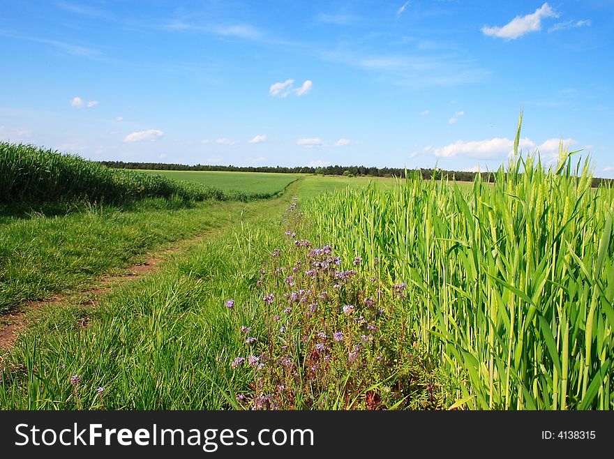 He is a vernal wheat field under the blue sky beside a road. He is a vernal wheat field under the blue sky beside a road.