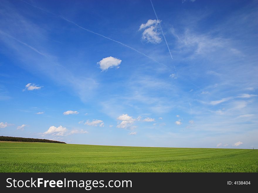 A wheat field is vernal under the blue sky. A wheat field is vernal under the blue sky.