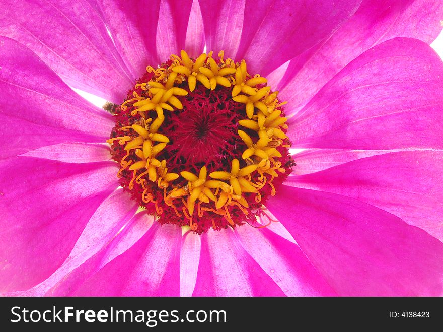 Close up image of pink flower