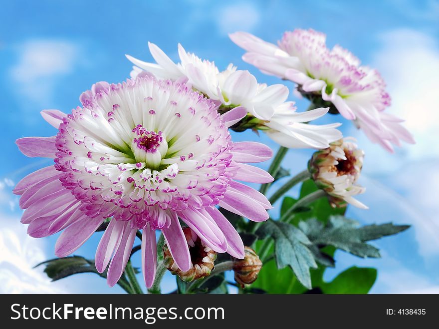 Pink flowers against blue cloudy sky. Pink flowers against blue cloudy sky