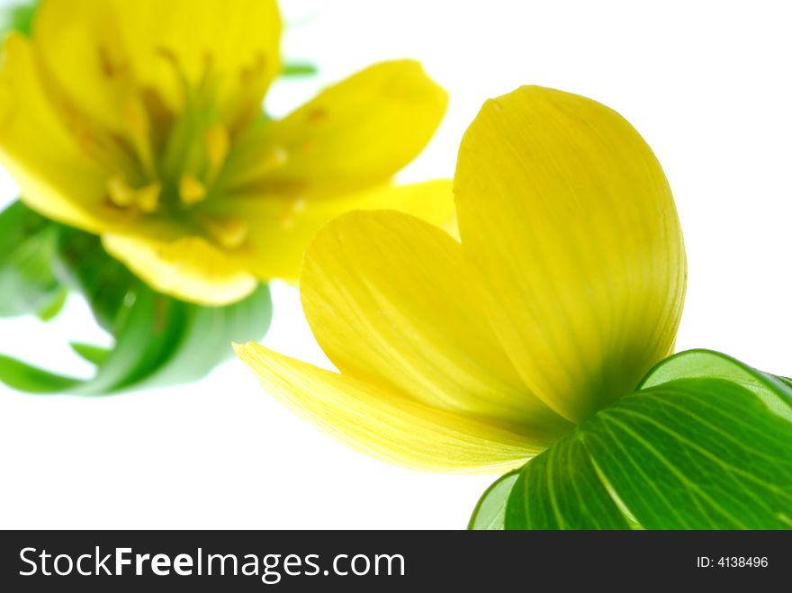 Close up image of yellow aconite flowers
