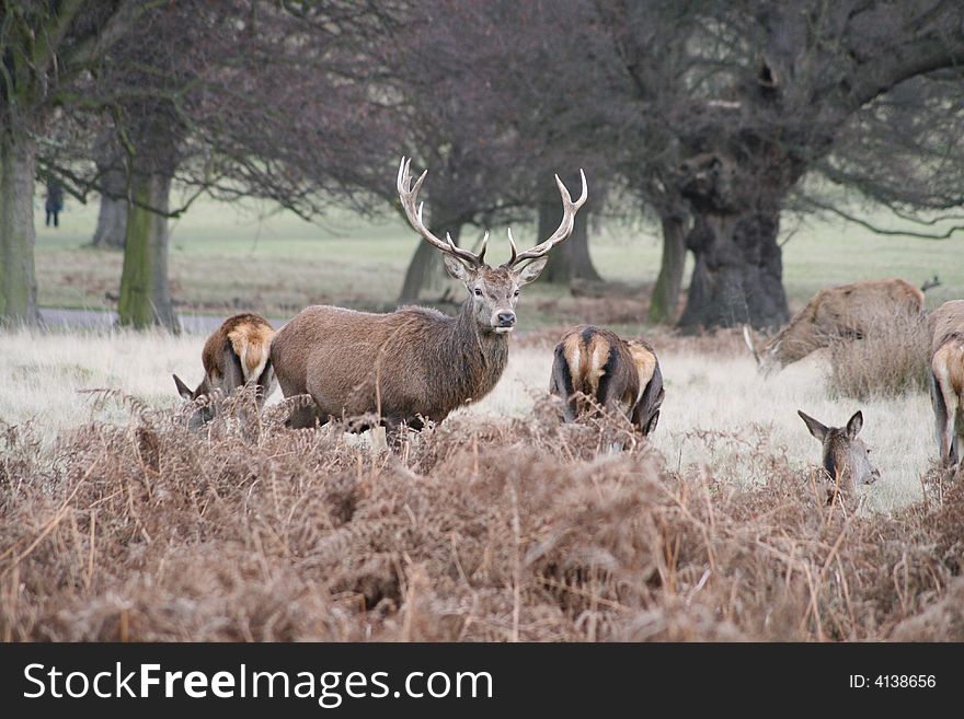 Some deer in a park near london