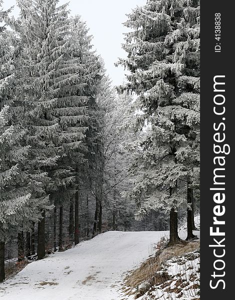 Some wonderful winter scene in a polish forest. Some wonderful winter scene in a polish forest