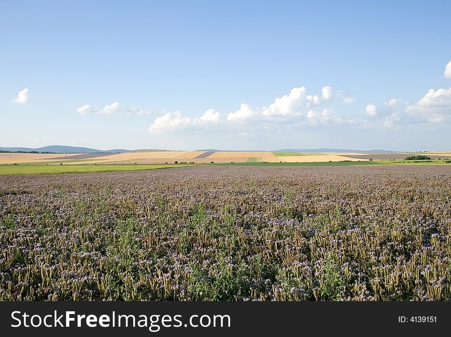 Cultivation is agricultural on Hungary. Cultivation is agricultural on Hungary.