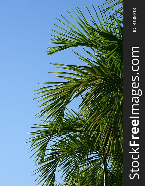 Palm trees agaisnt a blue sky