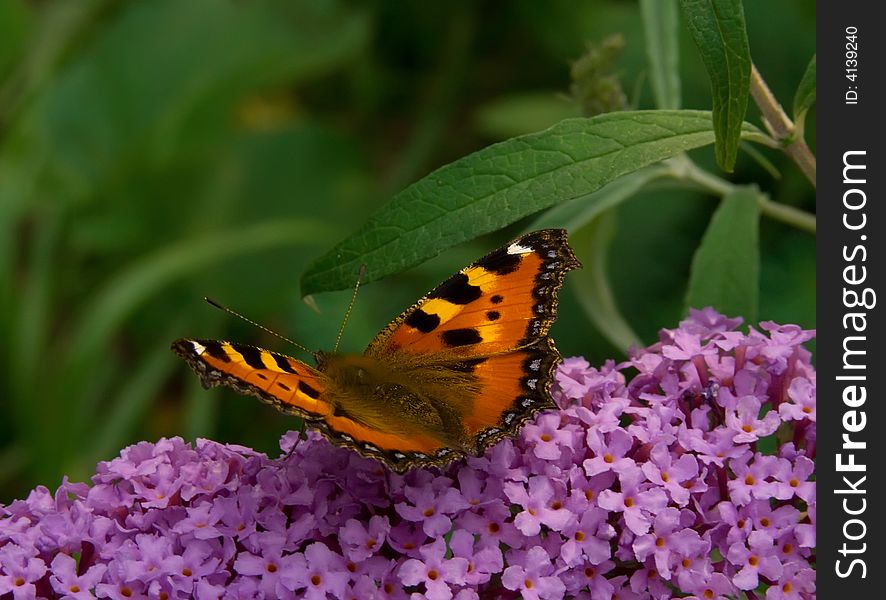 A butterfly on a violet flower