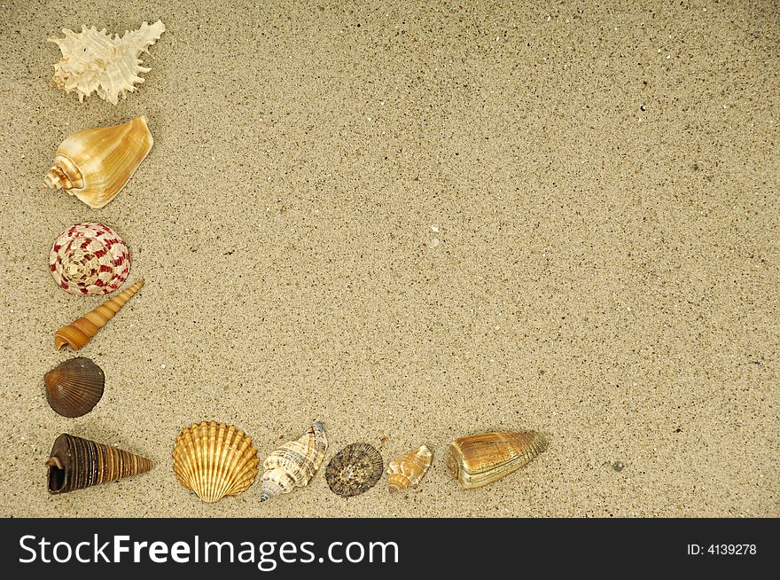 Shells In The Sand