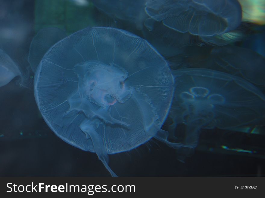 Multiple soft blue jellyfish floating at aquarium