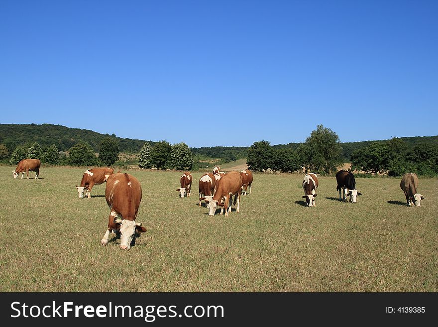 They are grazing cows on a field. They are grazing cows on a field.