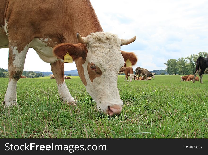 A Hungary cow is close-up on pasture. A Hungary cow is close-up on pasture.