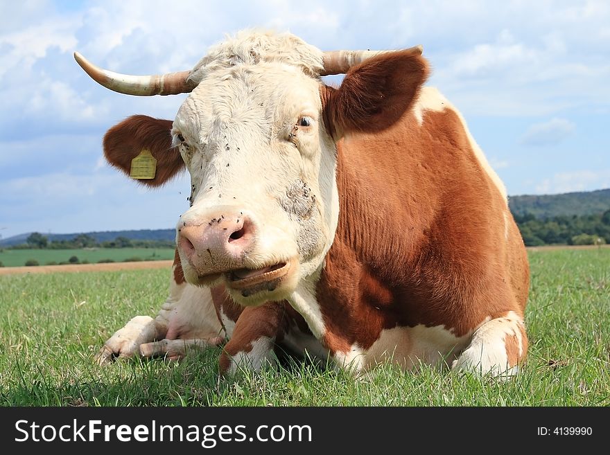 A Hungary cow is close-up on pasture. A Hungary cow is close-up on pasture.