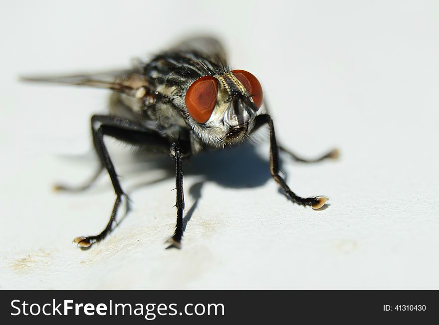 Surprised fly, but still not scared enough to run away. Surprised fly, but still not scared enough to run away