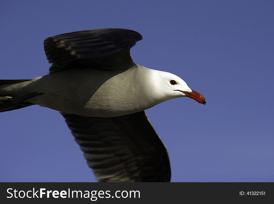 A seagull is flying against a deep blue sky. A seagull is flying against a deep blue sky.