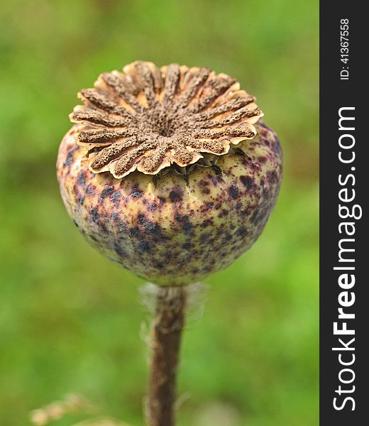 The seeds of ornamental poppy intro a small box. The seeds of ornamental poppy intro a small box