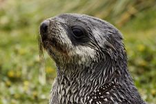 Young Fur Seal Stock Photos Young Fur Seal Stock Photos