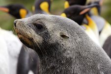 Fur Seal Stock Images