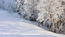 Snow Tree Shadow Stock Photo