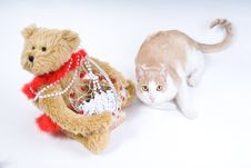 Teddy Bear And Tabby Cat Stock Photos