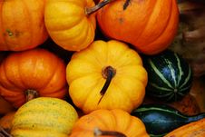 Colourful Autumn Display Stock Photography Colourful Autumn Display Stock Photography