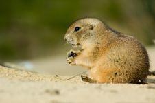 Prairie Dog Royalty Free Stock Images