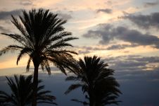 Palm Trees On Sunset Royalty Free Stock Image Palm Trees On Sunset Royalty Free Stock Image
