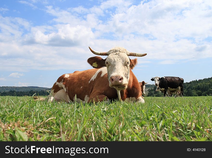 A Hungary cow is close-up on pasture. A Hungary cow is close-up on pasture.
